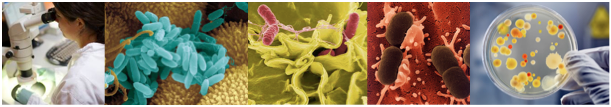SAFEFOOD - Análisis Microbiológicos
